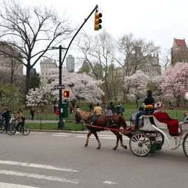 Nowy Jork: przejażdżka bryczką przez Central Park