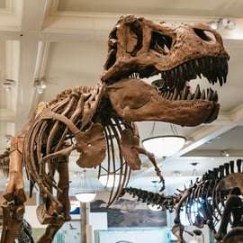 Nowy Jork: Amerykańskie Muzeum Historii Naturalnej