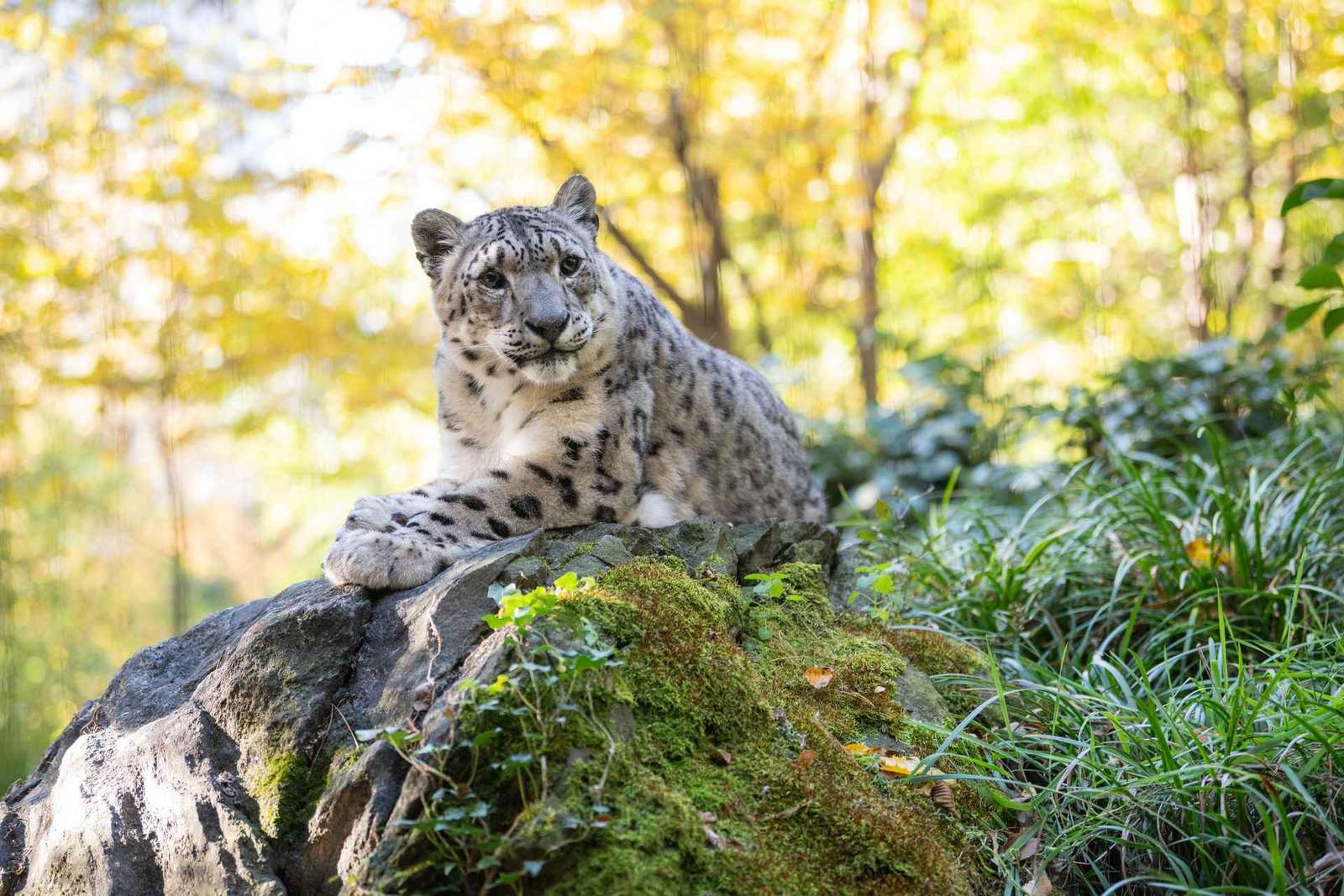 Zoo w Central Parku: bilet wstępu z Tisch Children's Zoo