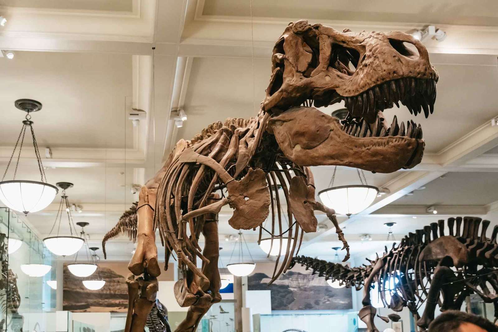 Nowy Jork: Amerykańskie Muzeum Historii Naturalnej