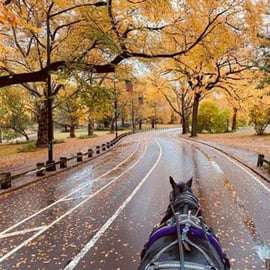 NYC: Przejażdżka bryczką w Central Parku (do 4 osób dorosłych)