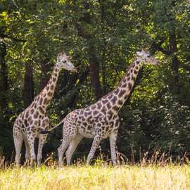 Zoo w Bronksie: bilet wstępu i największe wystawy