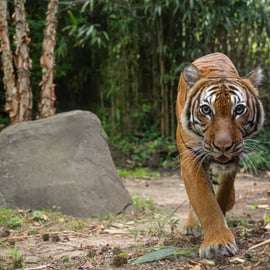 Zoo w Bronksie: bilet wstępu i największe wystawy