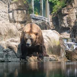 Zoo w Central Parku: bilet wstępu z Tisch Children's Zoo