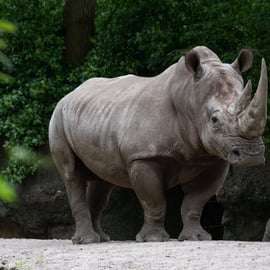Zoo w Bronksie: bilet wstępu i największe wystawy