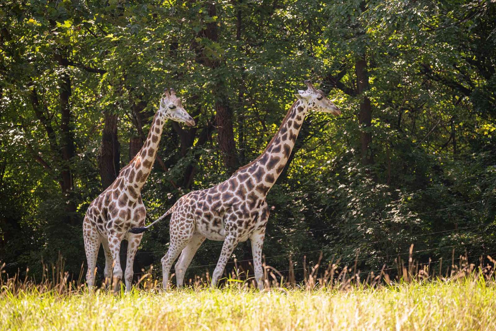 Zoo w Bronksie: bilet wstępu i największe wystawy