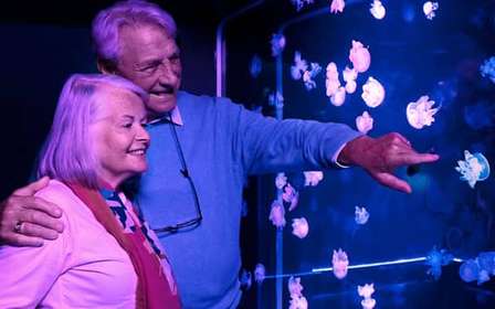 Amerykański Sen: Bilet wstępu do akwarium SEA LIFE®