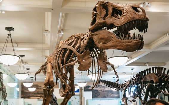 Nowy Jork: Amerykańskie Muzeum Historii Naturalnej